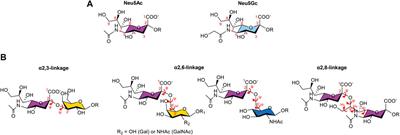 Molecular Recognition Insights of Sialic Acid Glycans by Distinct Receptors Unveiled by NMR and Molecular Modeling